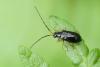 Luperus longicornis